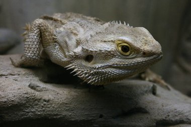 Careful lizard creeping across the large flat gray stone clipart