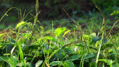 Yapraklara Yağmur Damlası, Yeşil Yapraklar Arkaplanı, Yakın plan...,