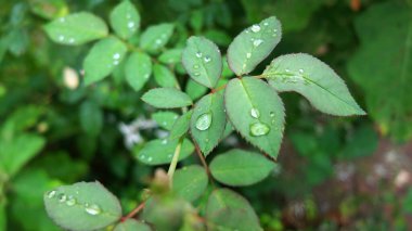 Yapraklara Yağmur Damlası, Yeşil Yapraklar Arkaplanı, Yakın plan...,