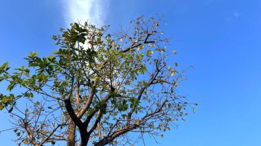 Ormanın güzel manzarası, mavi gökyüzü