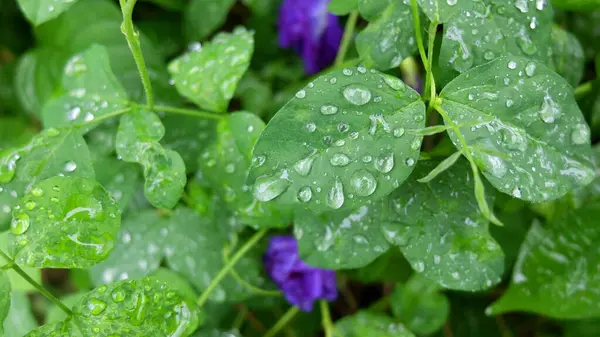 Yapraklara Yağmur Damlası, Yeşil Yapraklar Arkaplanı, Yakın plan...,
