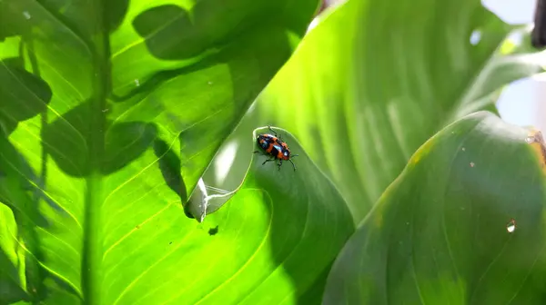 Yeşil yapraklı uğur böceği
