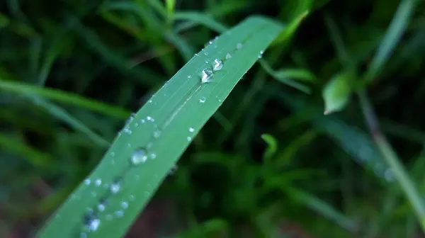 Yapraklara Yağmur Damlası, Yeşil Yapraklar Arkaplanı, Yakın plan...,