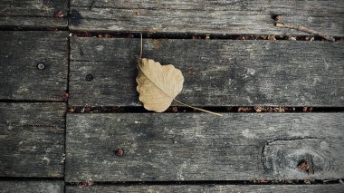 Tahta zeminde kuru bir yaprak