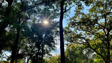 beautiful view of the park, nature background 