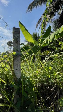 Bahçede yeşil yapraklı güneş ışığı, doğa arka planı. 
