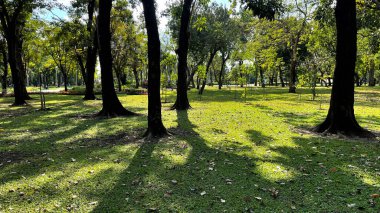 Parktaki yeşil orman