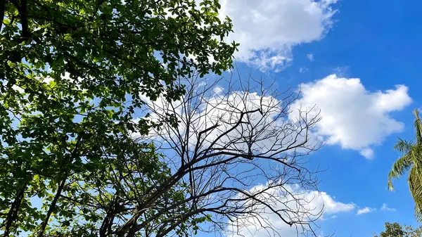 Ormandaki ağaç dalları