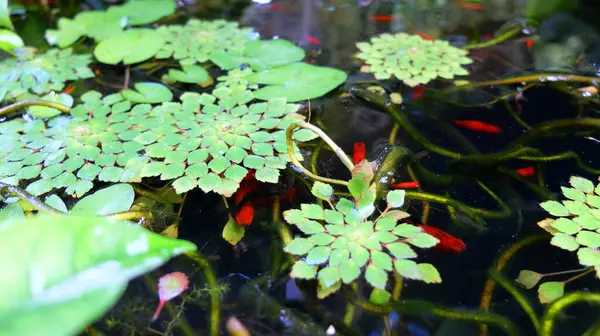 Suda kırmızı balık ve yeşil yapraklar