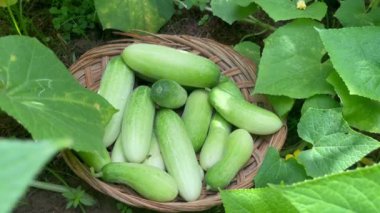 Bahçedeki taze salatalıklar.