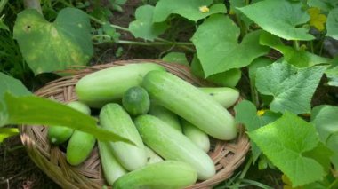 Bahçedeki salatalıklar