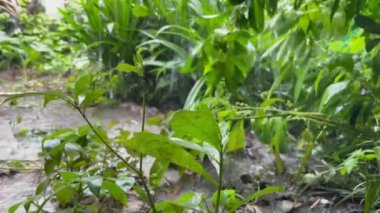 yeşil yapraklar, bitkiler ve yapraklar