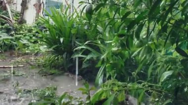 Parkın güzel manzarası