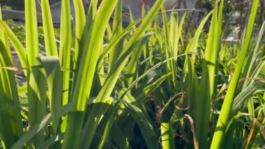 Güzel botanik fotoğrafı, doğal duvar kağıdı.