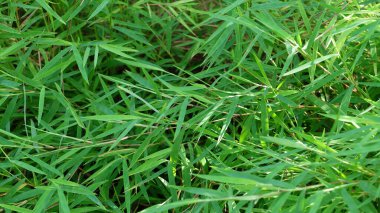 yeşil çimen dokusu arkaplanı