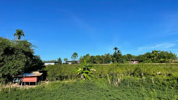 Köyde yeşil ağaçlar ve mavi gökyüzü.