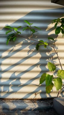 Güneş Işığı Duvara Yerleştirme, Güneş Işığı Yerleştirme Arkaplanı, Boş Alan...,