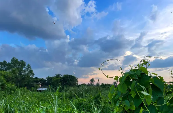 Çimen tarlası ve bulutlu gökyüzü olan güzel bir manzara.