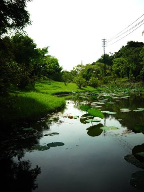 Arka planda göl olan yeşil çimenler.
