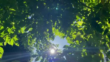 Ormanda yeşil yapraklar