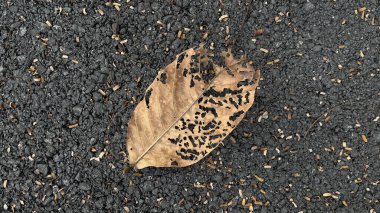 Asfaltta siyah yaprak