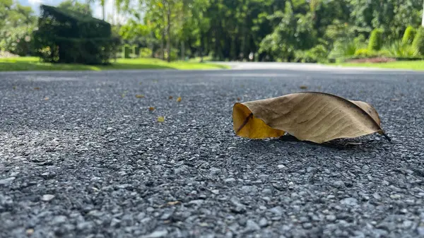 Sonbahar yaprakları, sonbahar bitkileri