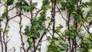 Duvarda sarmaşık yaprakları