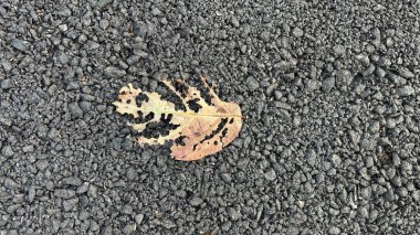 Metal arka plan dokusu. Kopyalama alanı olan pencere