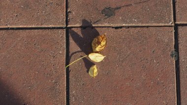 Çimentoda kuru sarı yaprak