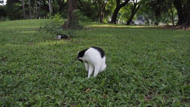 Parktaki güzel bir kedi manzarası.