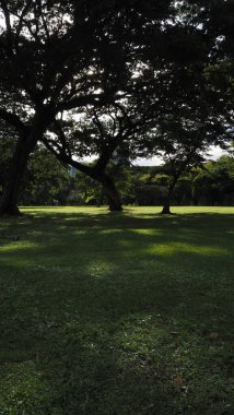 Yazın parkta bir ağaç