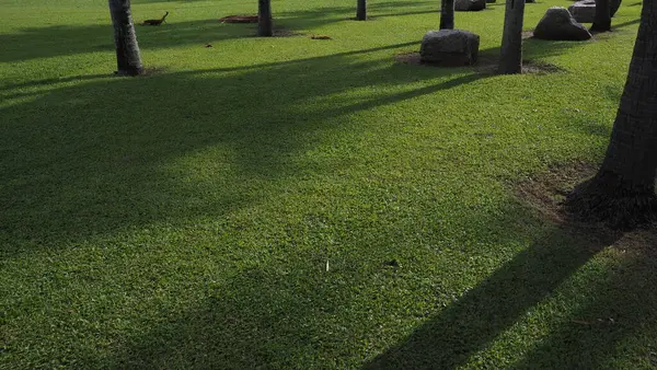 Parkın güzel manzarası