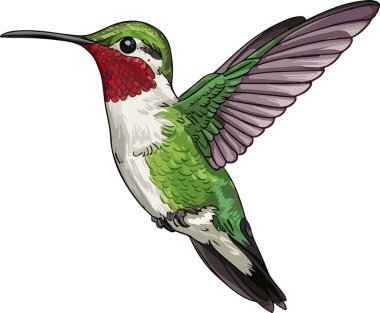 Ruby-Throated Hummingbird Çizgi Filmi