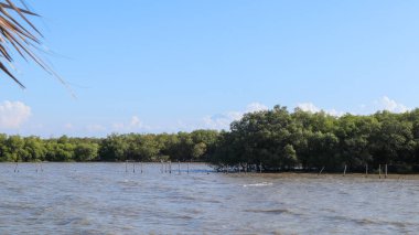 Uzaktan bakıldığında, sağ taraftaki güzel mangrov ormanının yeşil ağaçları turistlerin dinlenmesi için bambudan yapılmış bir ev. Mangrove Ormanı Wonorejo, Surabaya, Doğu Java, Endonezya