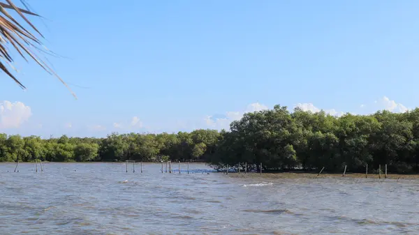 stock image The view from afar shows the green trees of the beautiful mangrove forest on the right side there is a house made of bamboo for tourists to relax for visitors. Mangrove forest located in Wonorejo, Surabaya, East Java, Indonesia