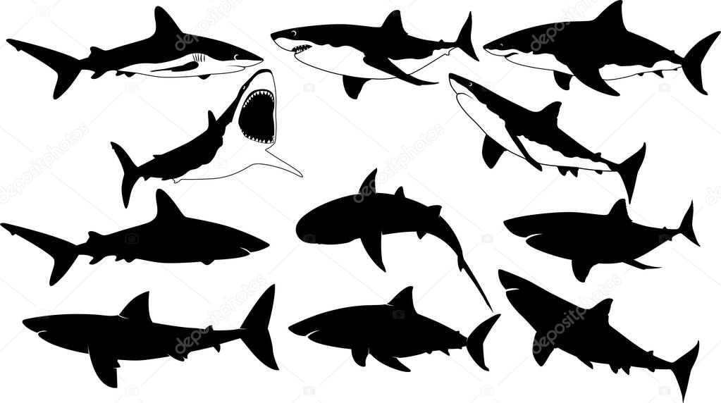 Shark silhouette, white shark, shark clipart