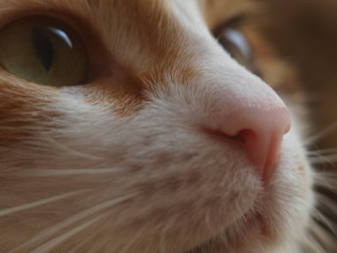 Hafıza için fotoğraf. Musya adında bir kedi.