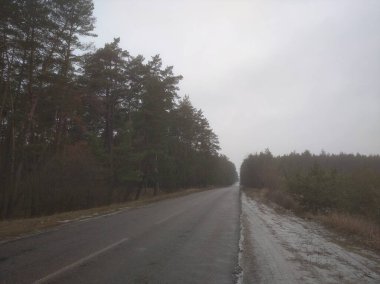 Yollar sisin içinden uzaklaşıyor. Bir çam ormanında.