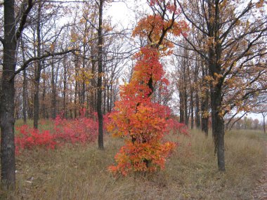  Autumn forest. Colorful trees in October. clipart