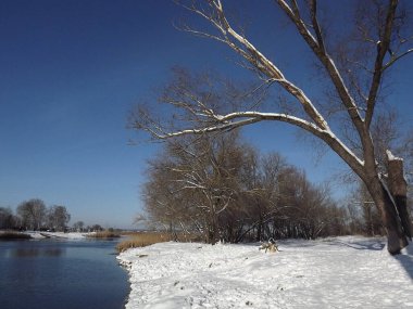 Seversky Donets nehri kışın. Orman ve kar.