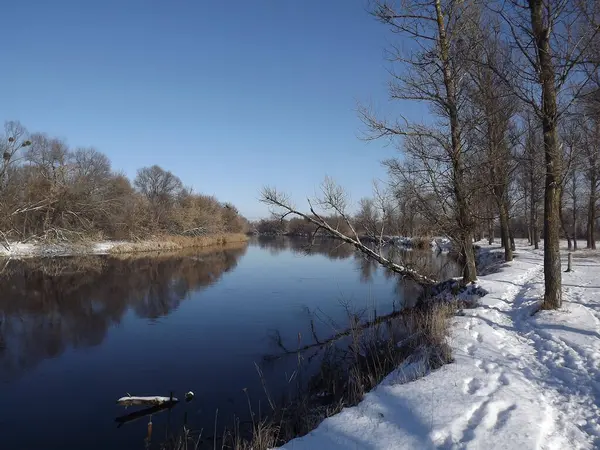 Seversky Donets nehri kışın. Orman ve kar.