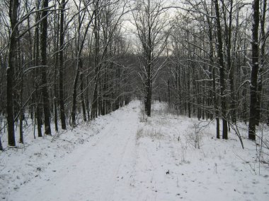 Fotoğraf kışın bir ormanı gösteriyor - kar, ağaçlar ve bir yol..