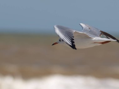 Fotoğraf bir deniz kuşunu gösteriyor. Bir martı. Deniz kıyısı.