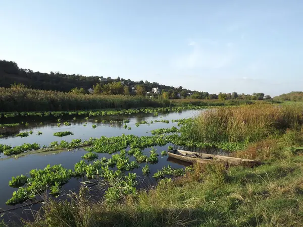 stock image  photo on the river bank, swamps