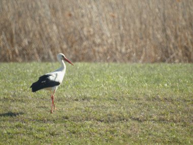 Leylek kuşu ilkbaharın başlarında çayırda yürür.