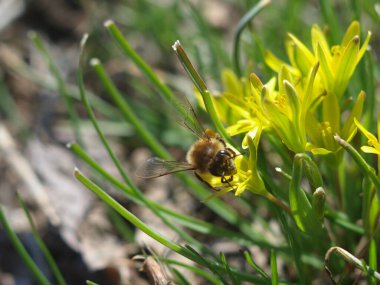 Bir arı sarı bir çiçekten polen toplar. Makro