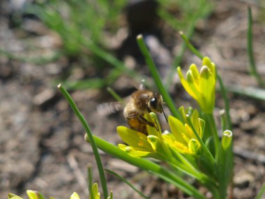 Bir arı sarı bir çiçekten polen toplar. Makro