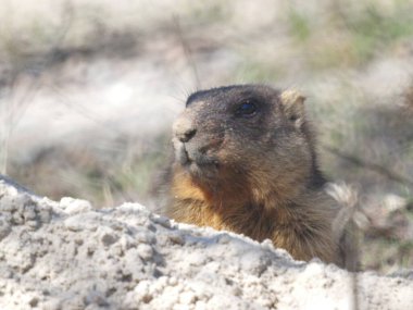 The Marmot animal looks out of a hole. Early spring. clipart