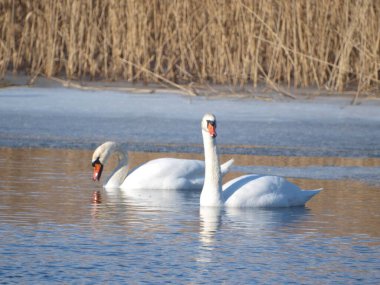 Kuğular ilkbaharın başlarında nehir boyunca yüzerler.