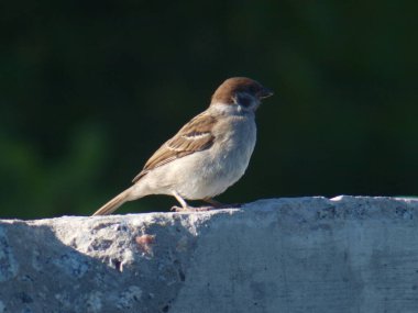 Bir serçe kuş beton bir blokta oturur. Bahar